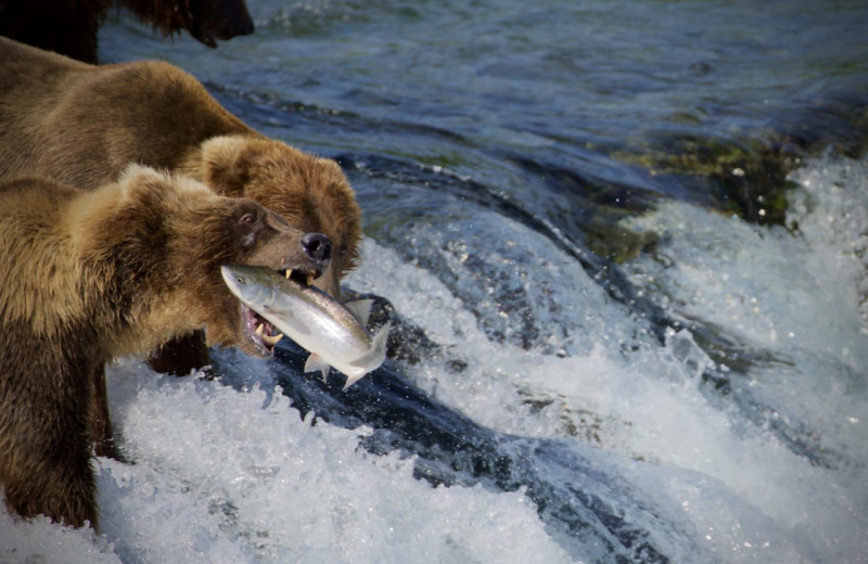 Grizzly catching fish at Alaska's Gold Creek Lodge.