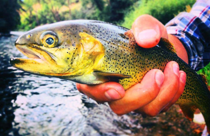Fishing near The Crestwood.