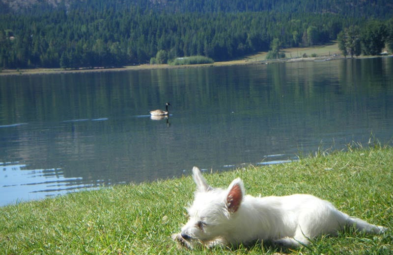 Camp dog at Silver Beach Resort.
