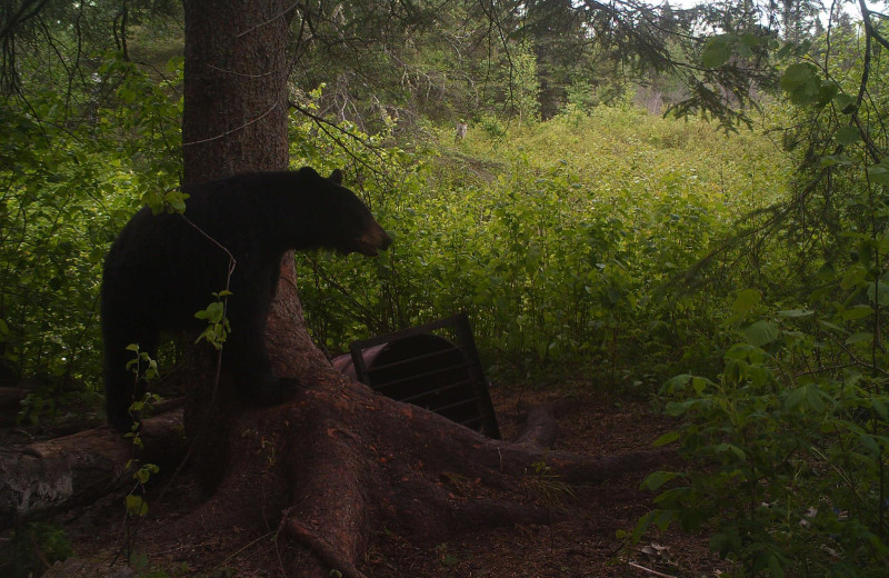 Bear at Dahl Creek Outfitters.