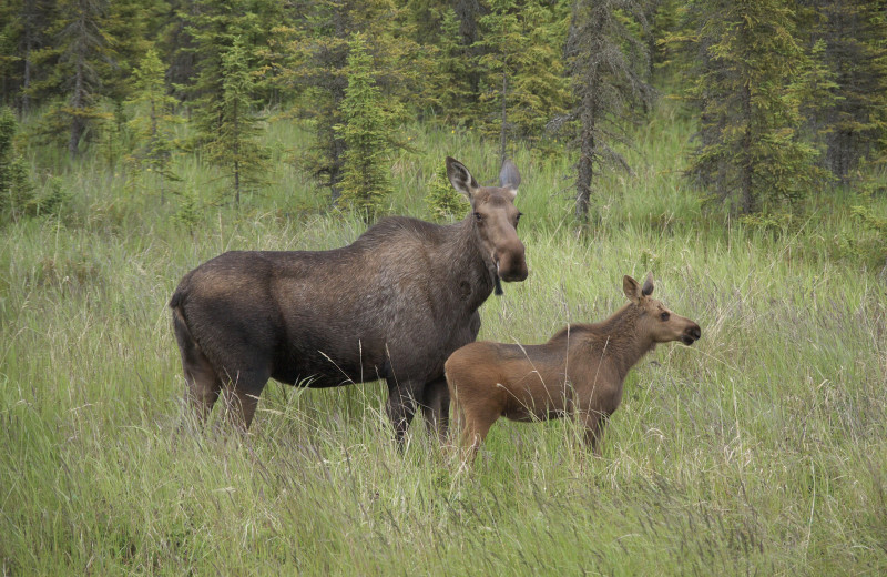 Moose at Gwin's Lodge & Kenai Peninsula Charter Booking Service.