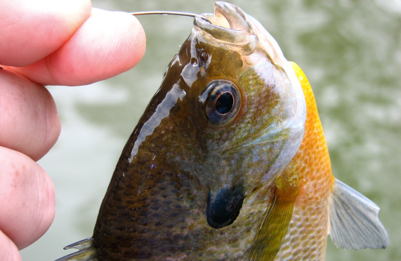 Fishing at Rush Lake Resort.