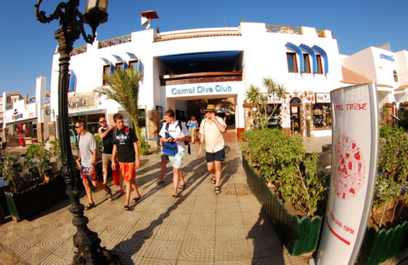 Exterior view of Camel Dive Club.