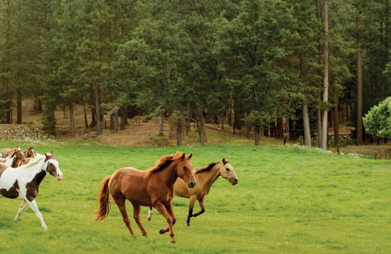 Horses at J H Guest Ranch Inc.