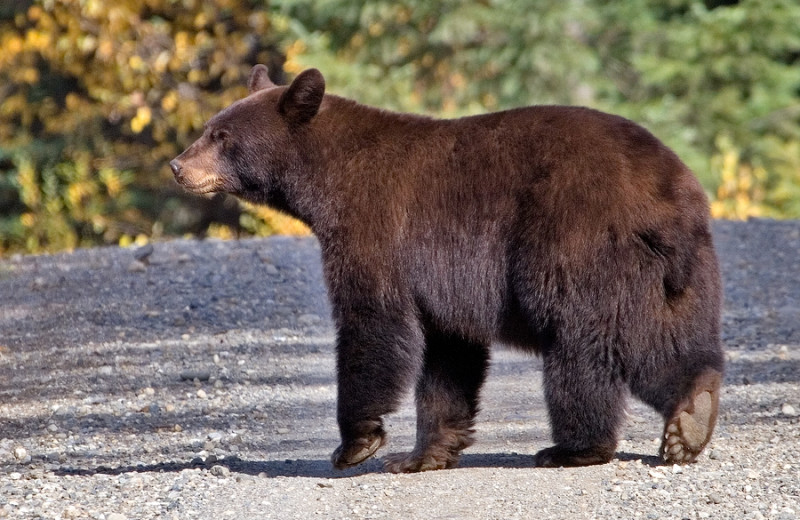 Bear hunting at Rough Rock Lodge.