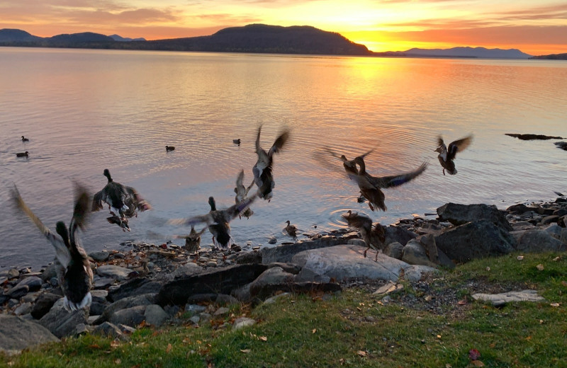 Ducks at The Birches Resort.