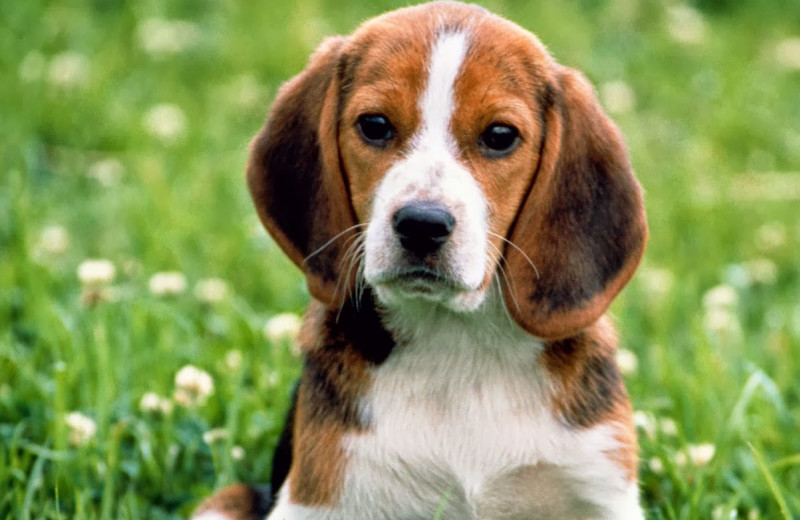 Pets welcome at Cranwell Resort.