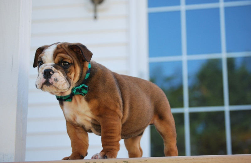 Pets welcome at The Westin Atlanta Perimeter North.