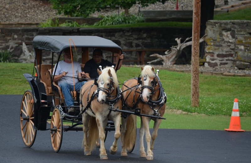 Horse carriage ride at Creekside Resort.