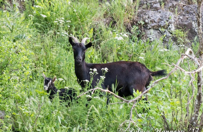 Wildlife at Canyon of the Eagles.
