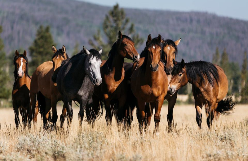 Horses at Rawah Ranch.