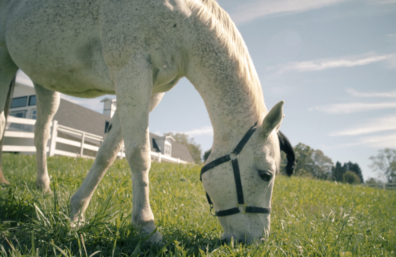 Pastures at The Horse Shoe Farm