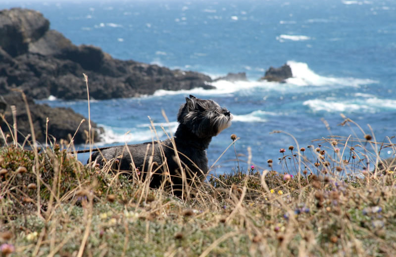 Pets welcome at Sea Ranch Lodge.