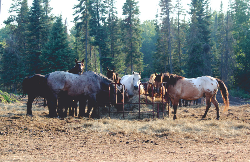 Horse feeding at Falcon Beach Ranch.