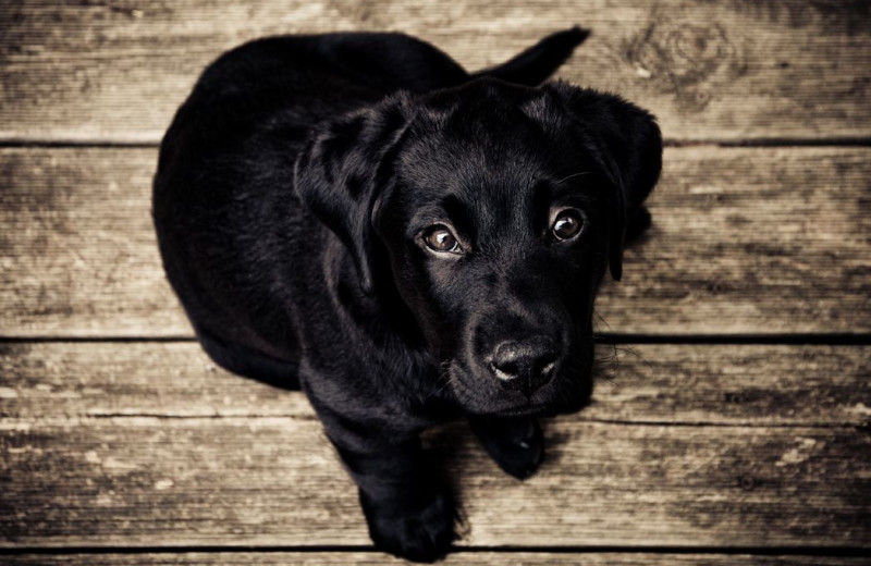 Pets welcome at Rockwood Resort.