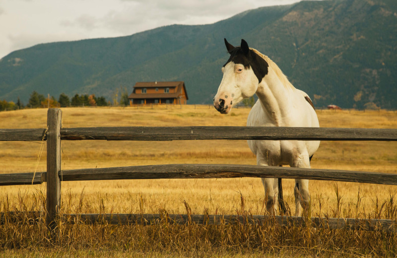 Horse at Gentry River Ranch.