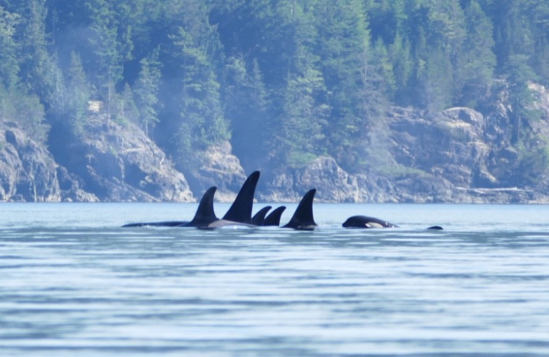 Whales at Orca Camp.