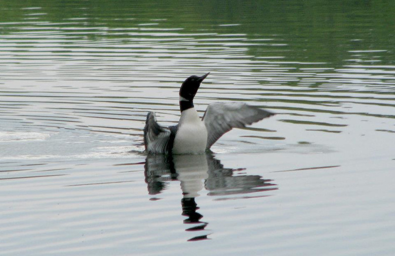 Loon on lake at Five Lakes Resort.