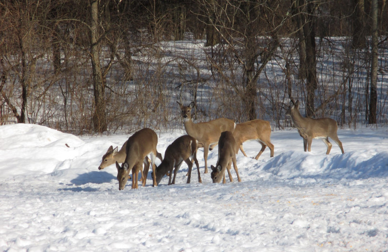 Deer at Spring Valley Golf and Lodge.