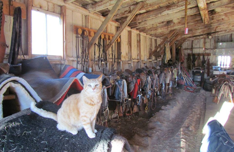 Horse barn at High Country Guest Ranch.