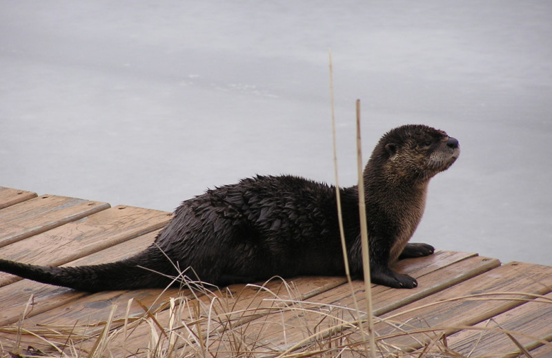 Otter at Kokomo Resort.