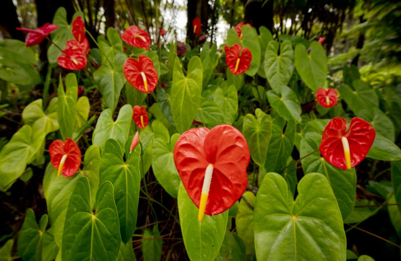 Plants at Hale 'Ohu Bed & Breakfast.