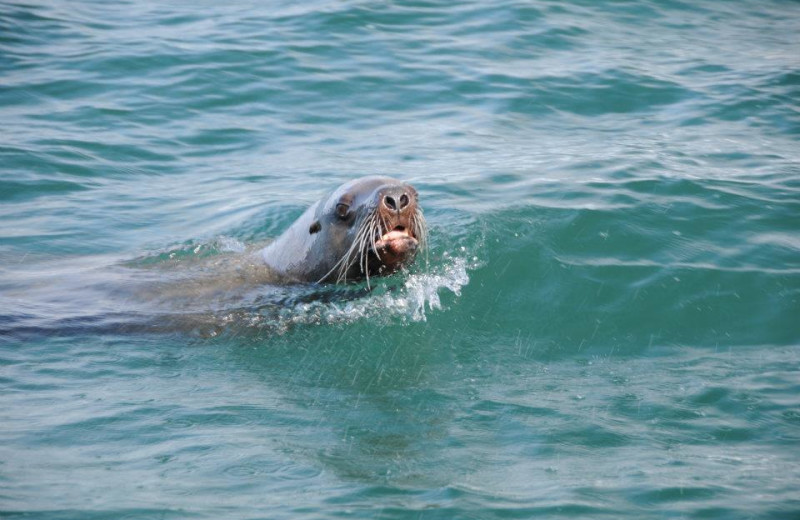 Seal at Glacier Bear Lodge.