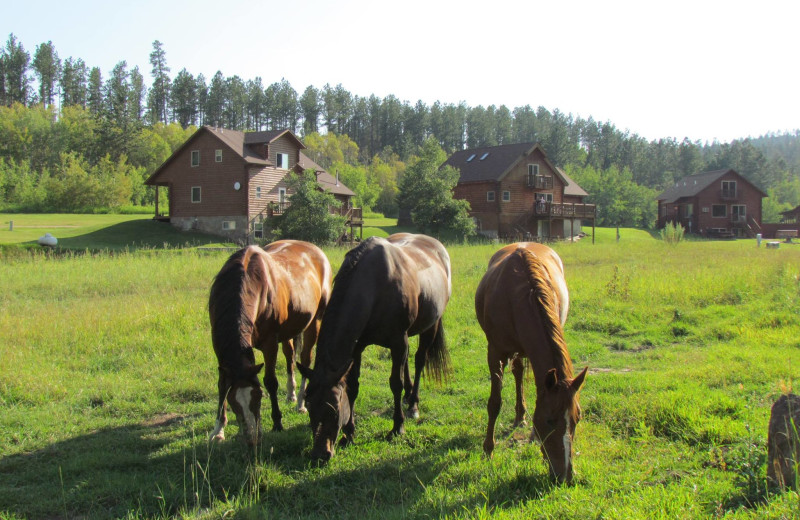 Horses grazing at High Country Guest Ranch.