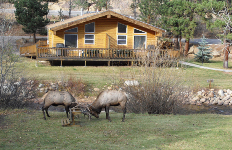 Elk at Riverview Pines.