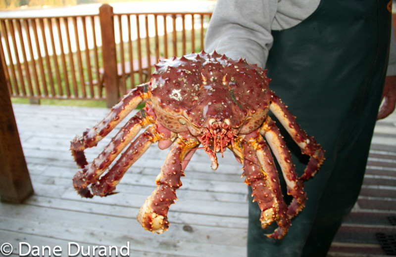 Crab at Favorite Bay Lodge.