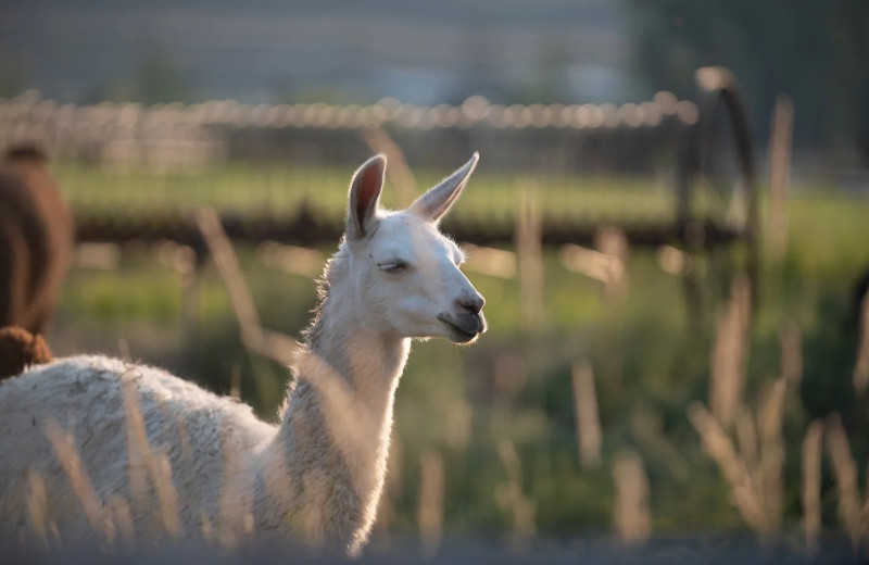 Llama at May Family Ranch.