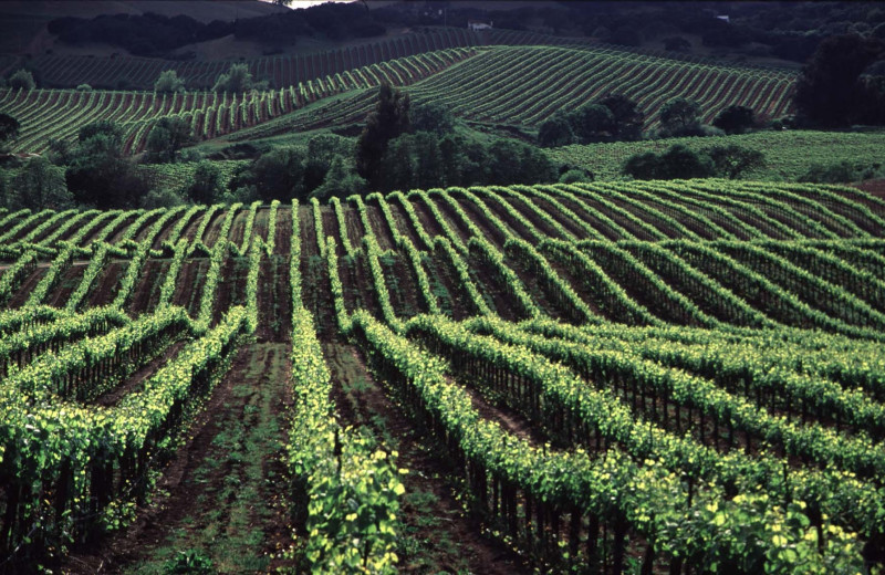 Local vineyards near Sonoma Coast Villa & Spa Resort.