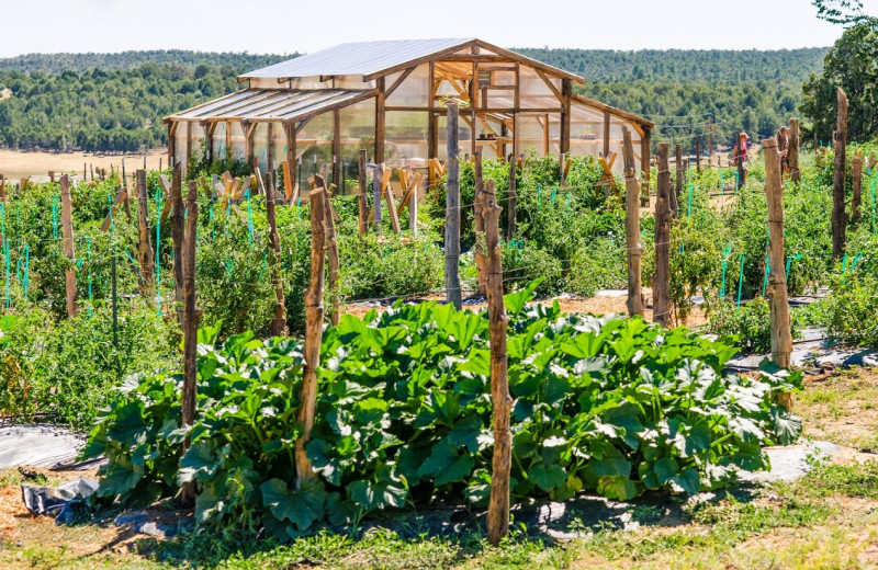 Garden at Zion Mountain Ranch.
