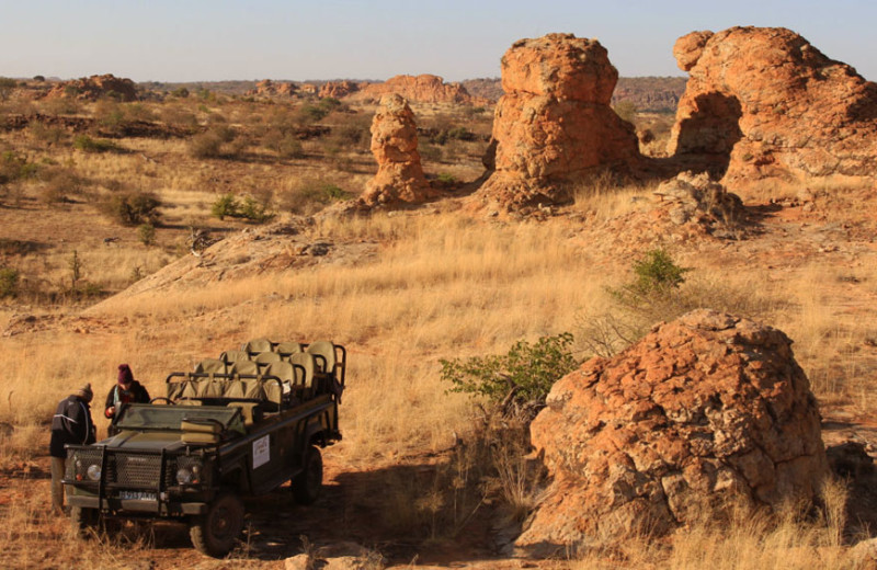 Safari at Tuli Safari Lodge.