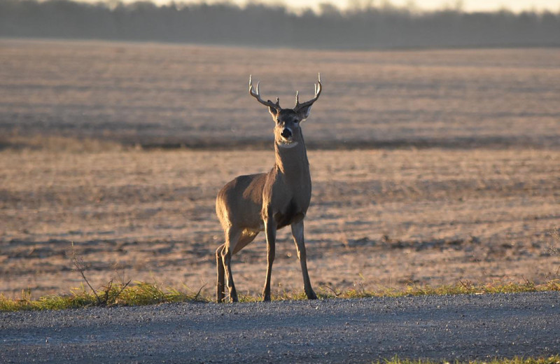 Deer at Hay's Lodge.