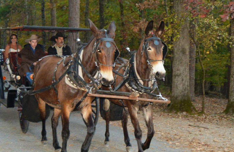 Wedding carriage at Mountain Harbor Resort & Spa.