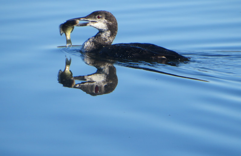 Bird at Sandy Pines Resort.