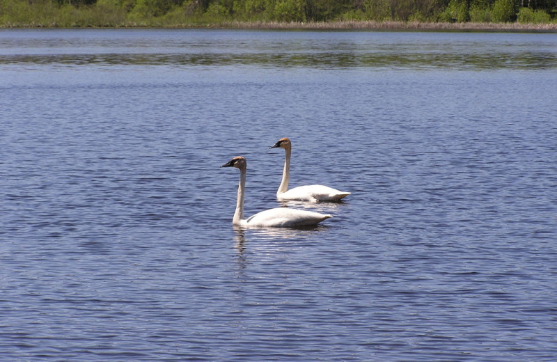 Swans at Kokomo Resort.