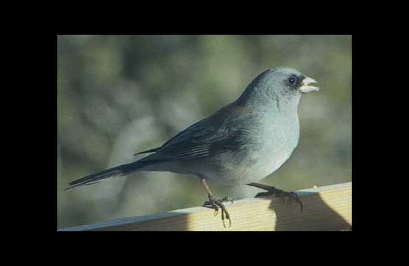 Birding at Elaine's, a Bed and Breakfast.