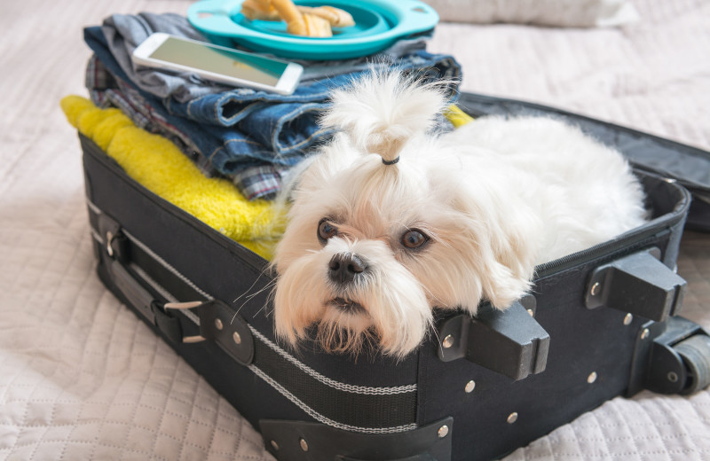 Pets welcome at Pacific Palms Resort.