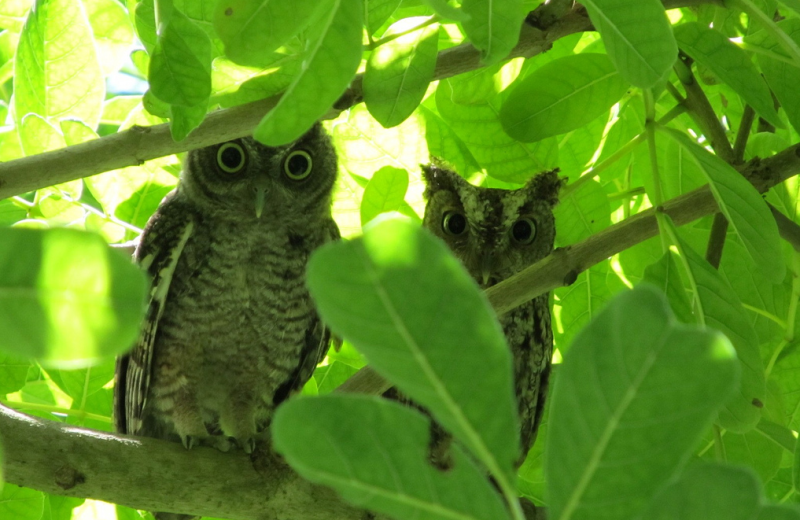 Local owls at Miami Everglades.