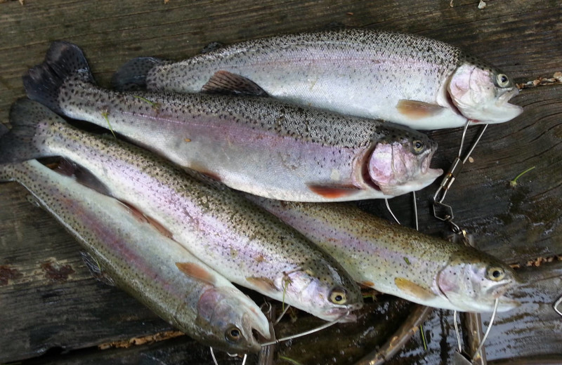 Fishing near Ozark Country Inn.