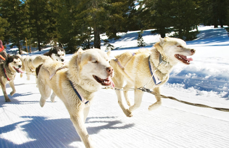 Dog sled at Mountaintop Lodge at Lake Naomi.