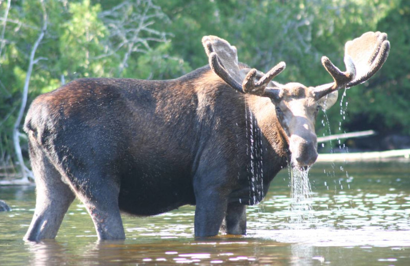 Moose at Golden Eagle Lodge.