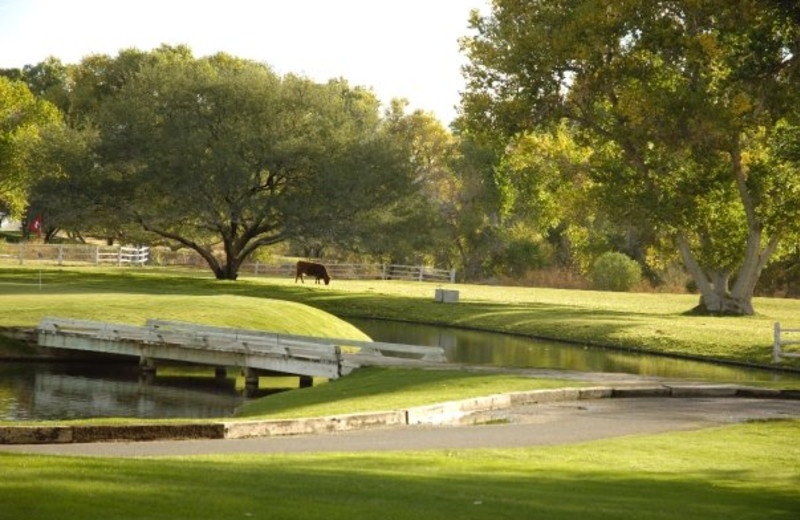 Golf course at Tubac Golf Resort.