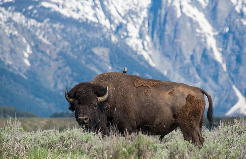 Bison at Triangle X Ranch.