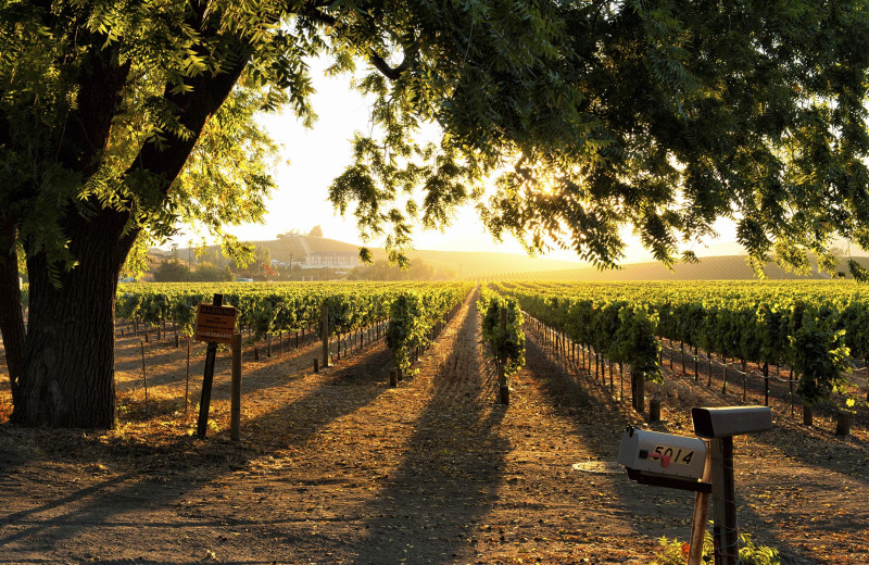 Vineyard near EuroSpa & Inn.