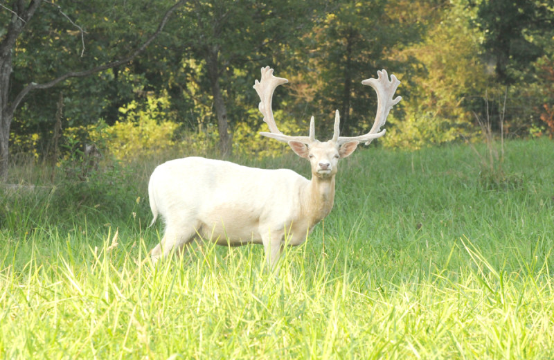 Fallow Deer hunting at Caryonah Hunting Lodge.