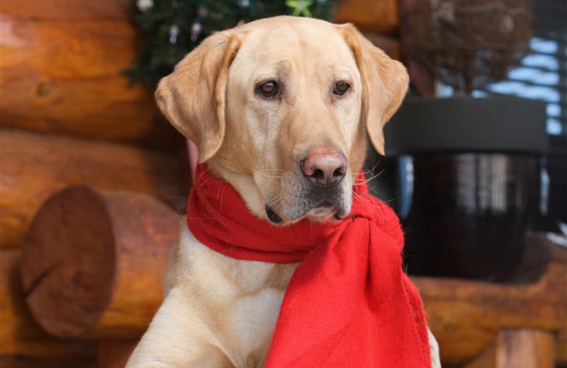 Pets welcome at Big Bear Cool Cabins.