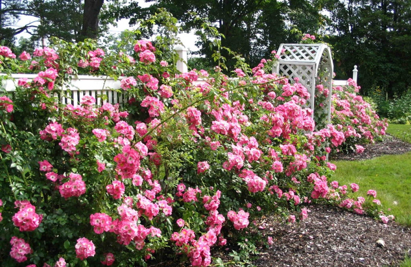 Rose garden at The Heathman Lodge.